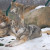  Picture of a group of male wolves (Canis lupus lupus).