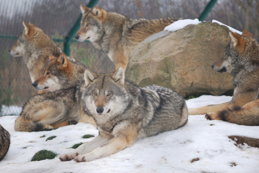  Picture of a group of male wolves (Canis lupus lupus).