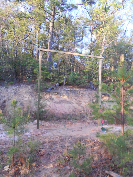 Trellis in place and hops planted around base