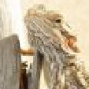 lizardcare profile image