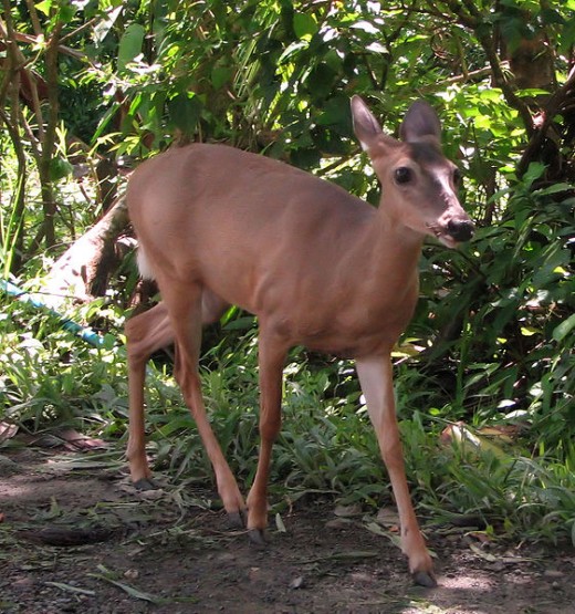 Both Sexes Of Whitetail Deer Can Be Taken During The Florida Bow And Crossbow Season. 