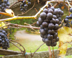 Lughnasadh Lammas: Harvest Celebration Ideas