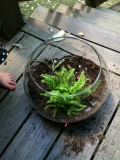 Step 4 - continued: Add plants - here we've added a fern, a baby spider plant, and a small red leafed plant 