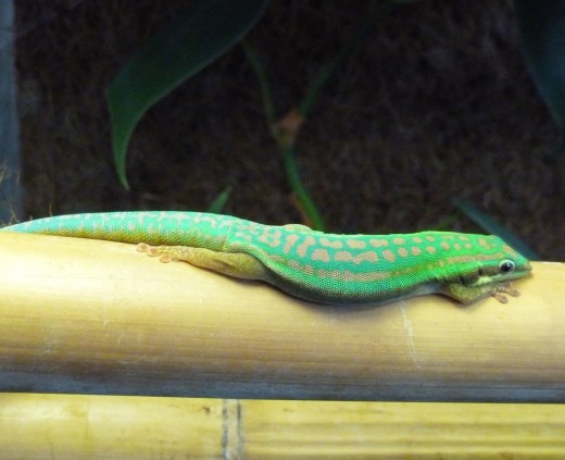 Day geckos are beautiful, but their eating habits are disgusting