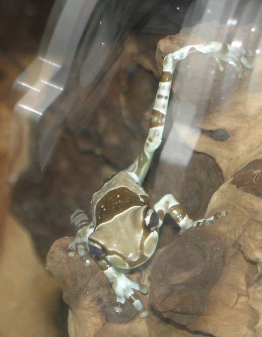 Smaller tree frogs like Amazon milk frogs require small crickets
