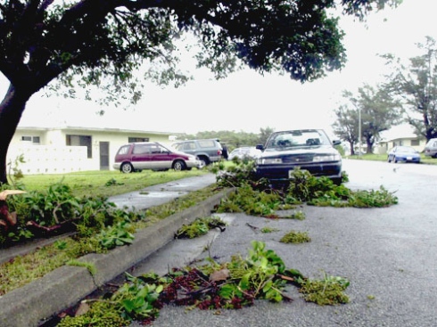 Typhoon Debris and Trees 