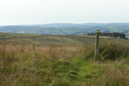way marked path across the marshy field (P4)