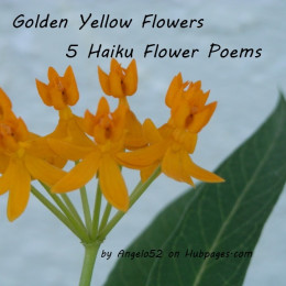 flowers yellow poems haiku flower golden