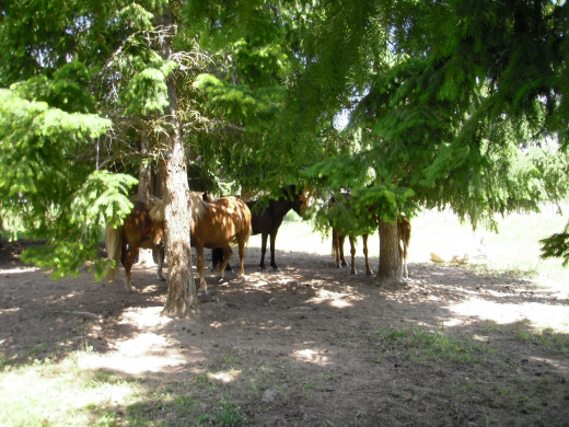 Herd of Icelandic horses seek shade on Celista Vineyard Estate in British Columbia.