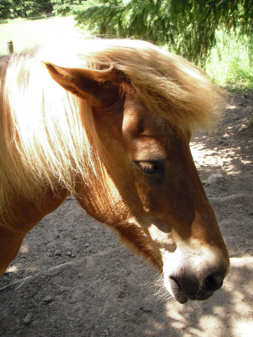 Icelandic horses are gaited horses, with five natural gaits.