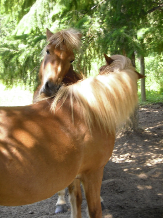 Adult Icelandic horses groom each other and nip necks.