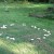 A fairy ring of toadstools. A fairy ring of toadstools.