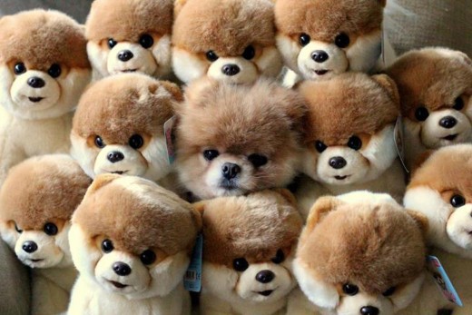 Boo The Dog Hiding With A Bunch Of Boo's