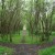 A fairy ring of willows. A fairy ring of willows.