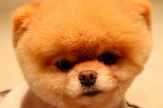 Is Boo The Dog The Cutest Dog Ever?