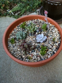 Succulent Miniature Garden - Day 1