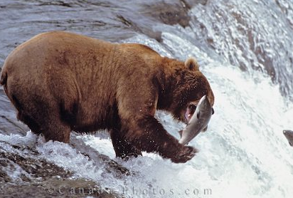 Even a grizzly likes salmon!