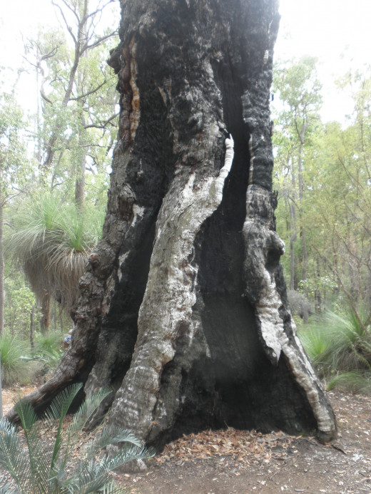 once I enter the forest again, the big hollow-out jarrah stand by trail and the waugal sign it bears points me in the right direction. 