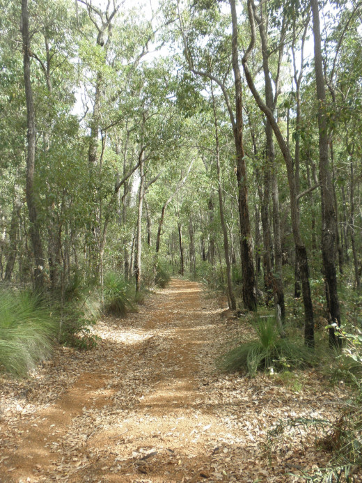 I have set out on a 12,4 km walk from Yarragil River to River Road, which is part of the long distance trai,