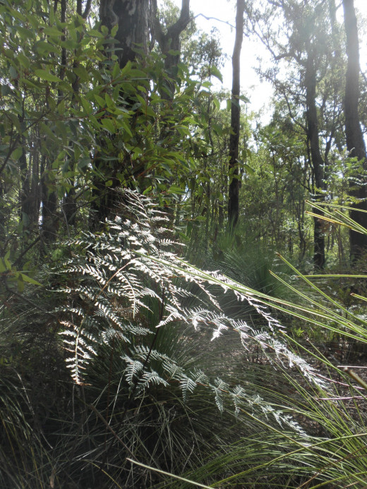 Walking beneath a jarrah crown canopy so dense the light barely filters through, 