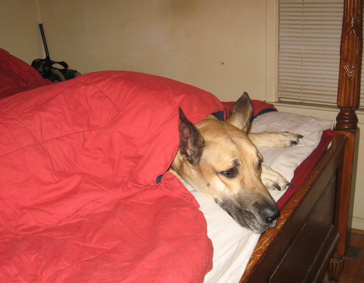 Hamlet prefers a mattress to sleep on at night.