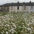 Terraced houses and wild flower meadow, Burnley