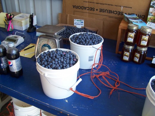 Full buckets of berries about to be weighed