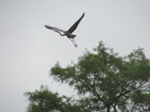 Our River Guide:  The Great Blue Heron