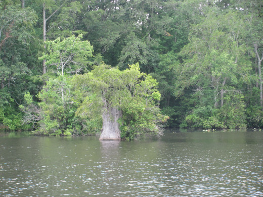 Great Cypress Tree stump growing up out of the River