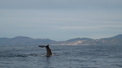 Sperm Whale, Kaikoura