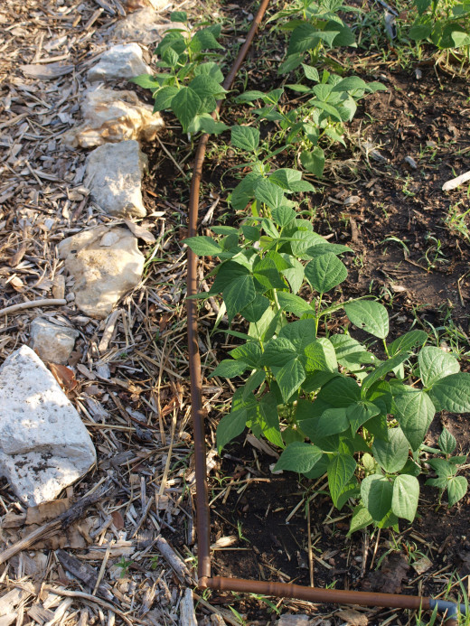 Drip irrigation systems use water more efficiently than spray systems, delivering water to the roots of the plants with minimal evaporation.