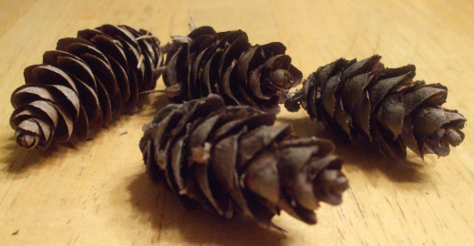 The basic "ingredient" for a pine cone ornament.