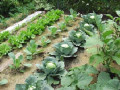 Gardening Basics