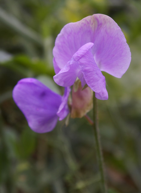 Sweet peas have an amazing aroma. Growing them is a lot of fun.