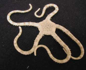 Brittle Star