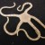 Brittle Star Brittle Star