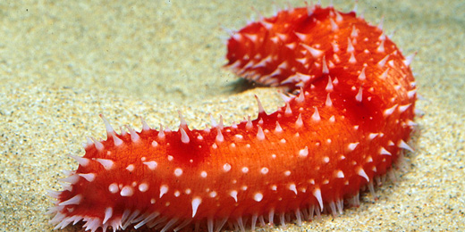 Sea Cucumber