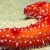 Sea Cucumber Sea Cucumber