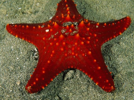 Starfish
