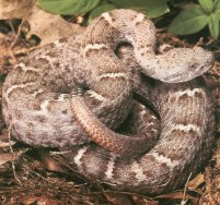 AZ State Reptile: Arizona Ridge-Nosed Rattlesnake [3]