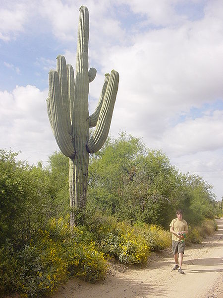 Saguaro Cactus [3]