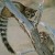 AZ State Mammal: Ringtail Cat [3]