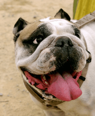 What is the best Bulldog diet?
