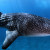 Whale Shark Whale Shark