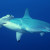 Hammerhead Shark Hammerhead Shark