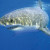 Great White Shark Great White Shark