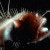 Angler Fish Angler Fish
