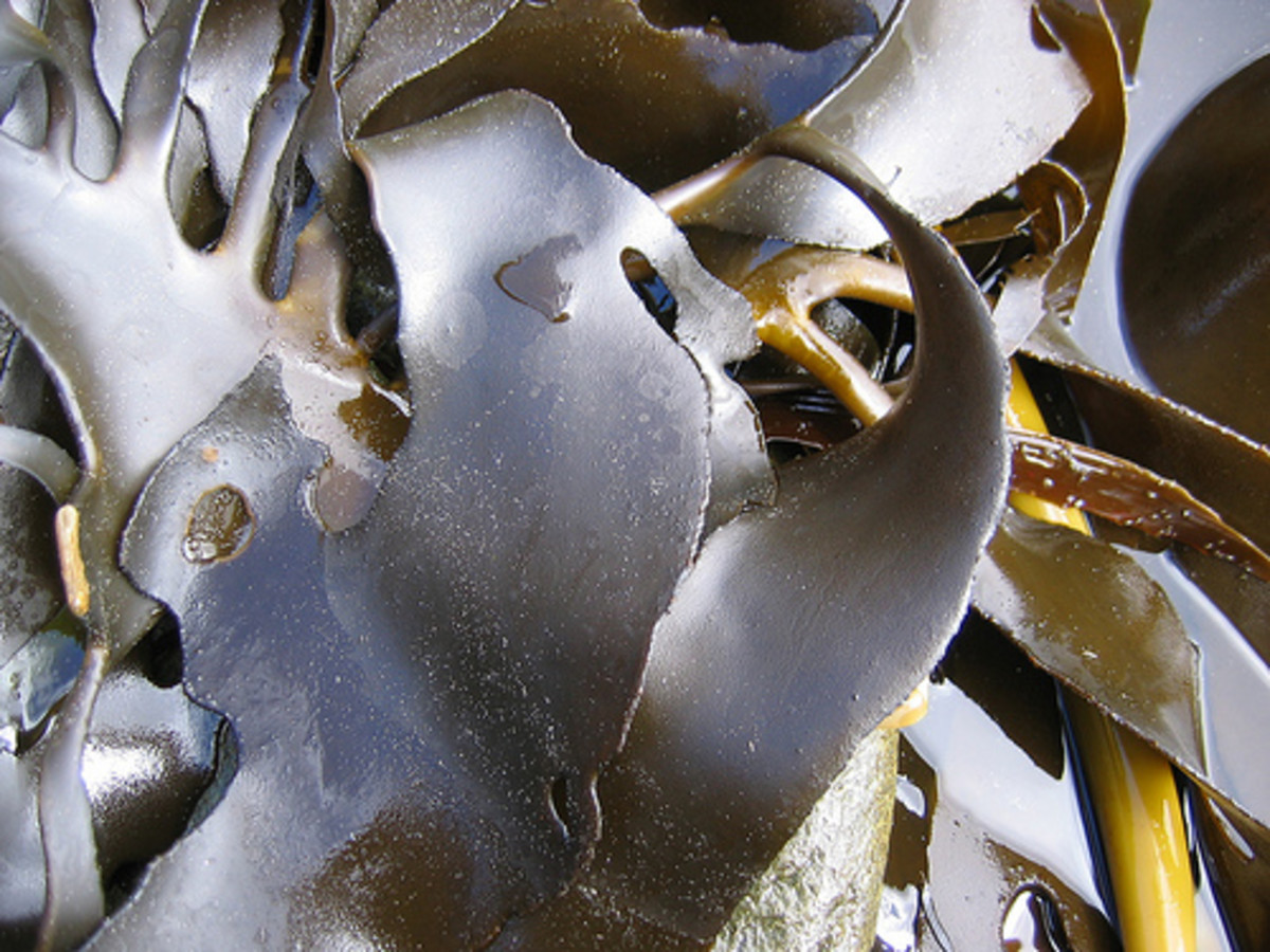 Kelp washed up on the beach just waiting to make you a slippery, slimy bath (Creative Commons CC.BY.3.0).