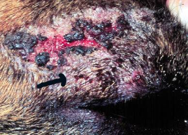 Excoriations and crusts and stick-tight fleas on a dog; above eye.