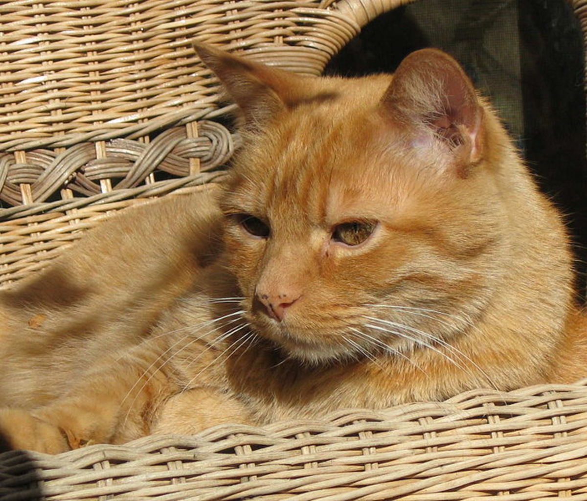 What are good orange cat names? | PetHelpful